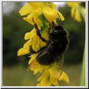 Pyrobombus hypnorum ericetorum - Baumhummel 02.jpg